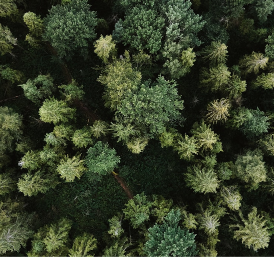 Forêt de conifères vue du ciel